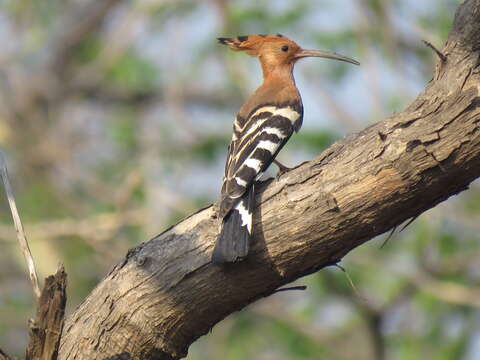 صورة Upupa Linnaeus 1758