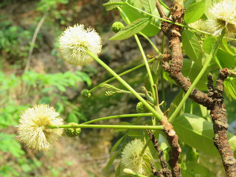 Слика од Xylia xylocarpa (Roxb.) Taub.