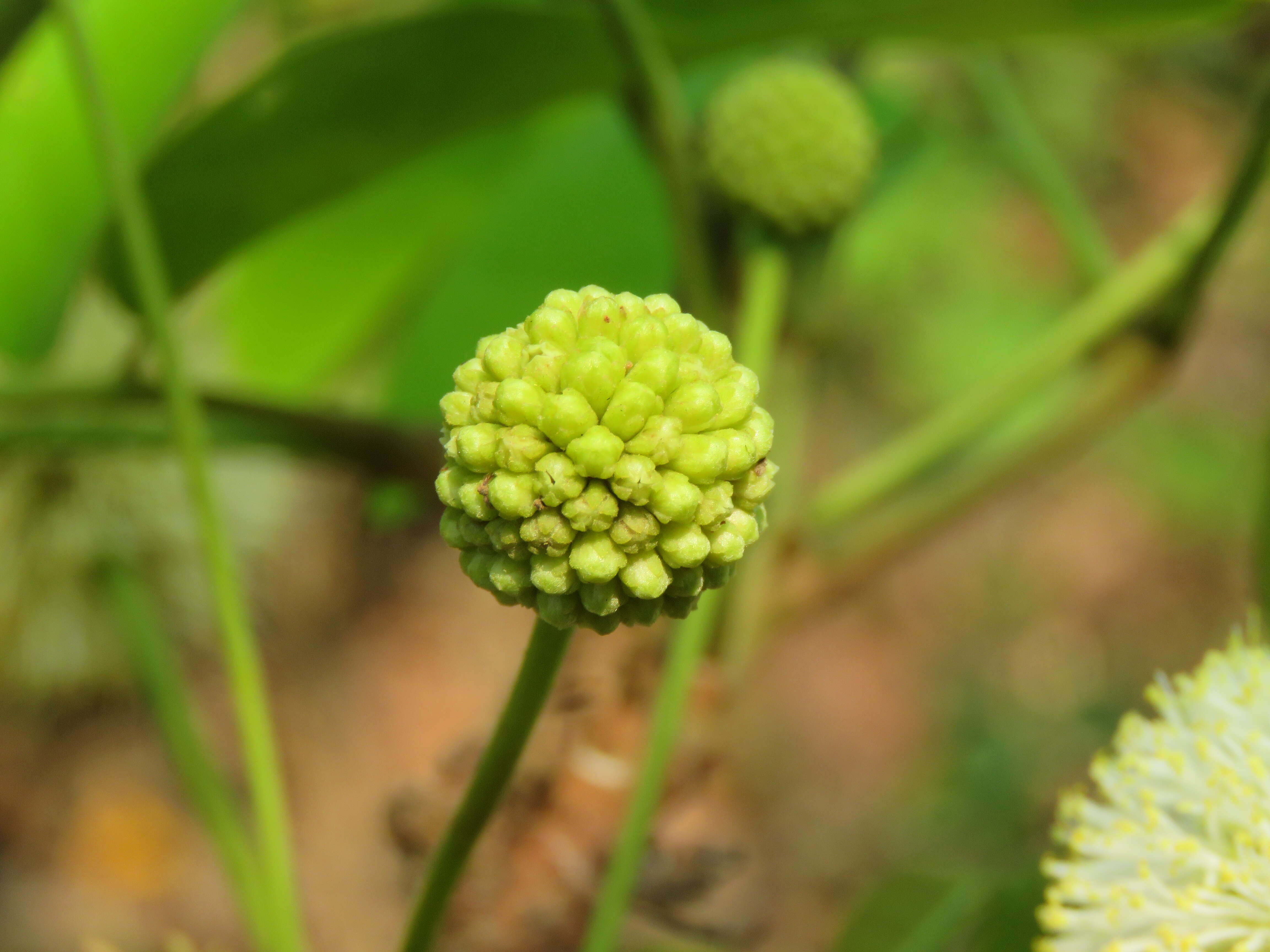 Image of Xylia xylocarpa (Roxb.) Taub.