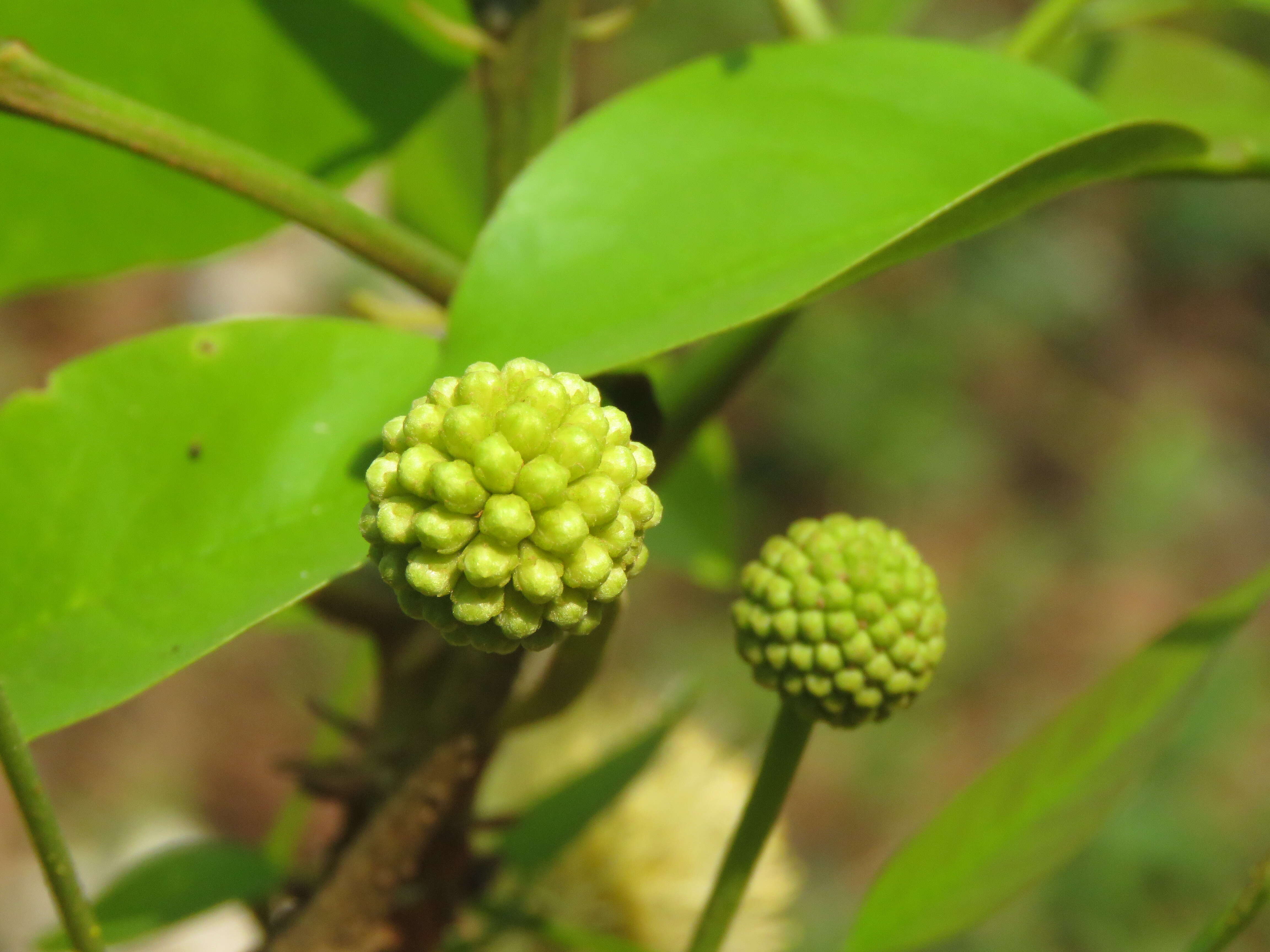 Слика од Xylia xylocarpa (Roxb.) Taub.