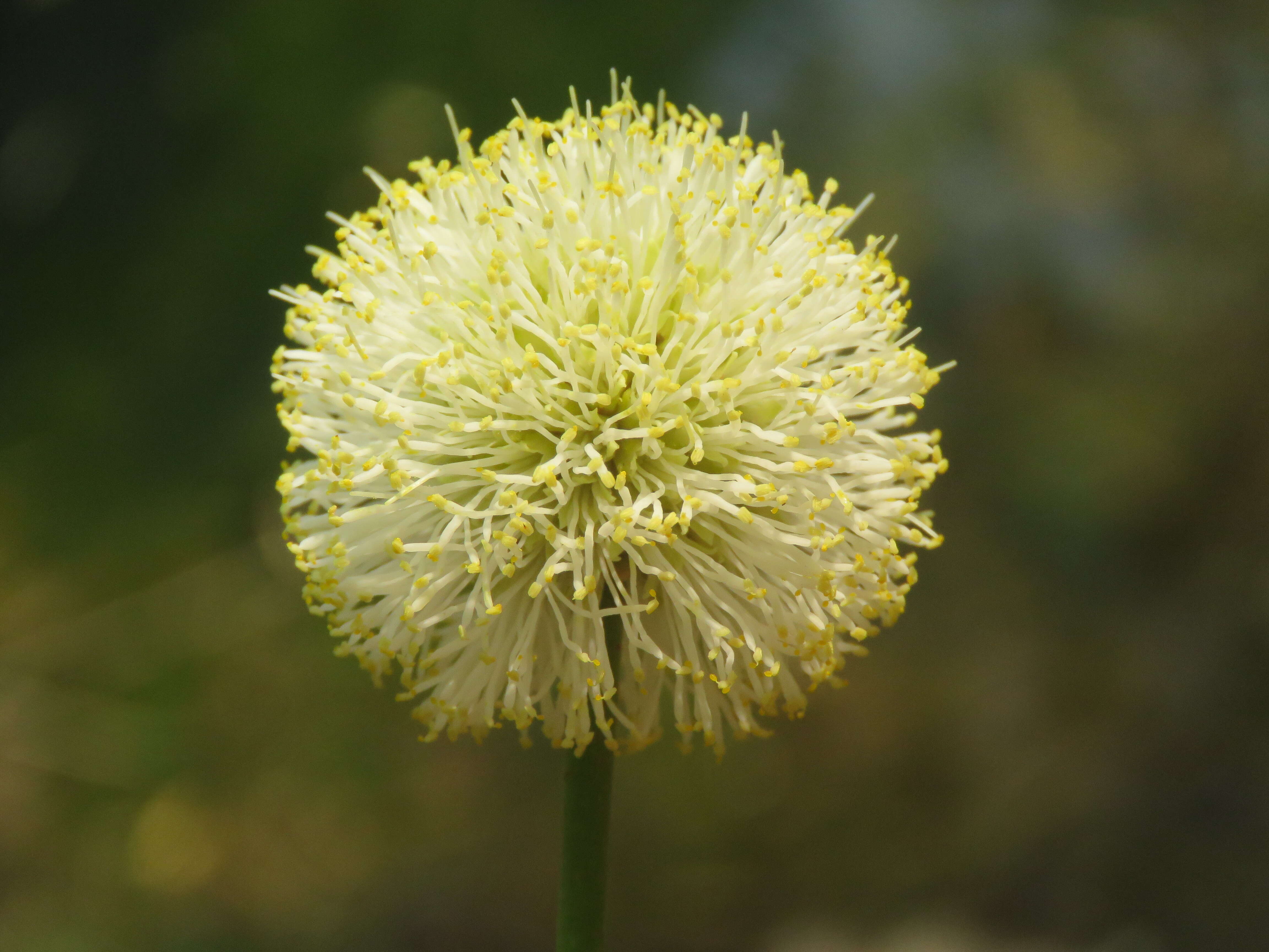 Слика од Xylia xylocarpa (Roxb.) Taub.