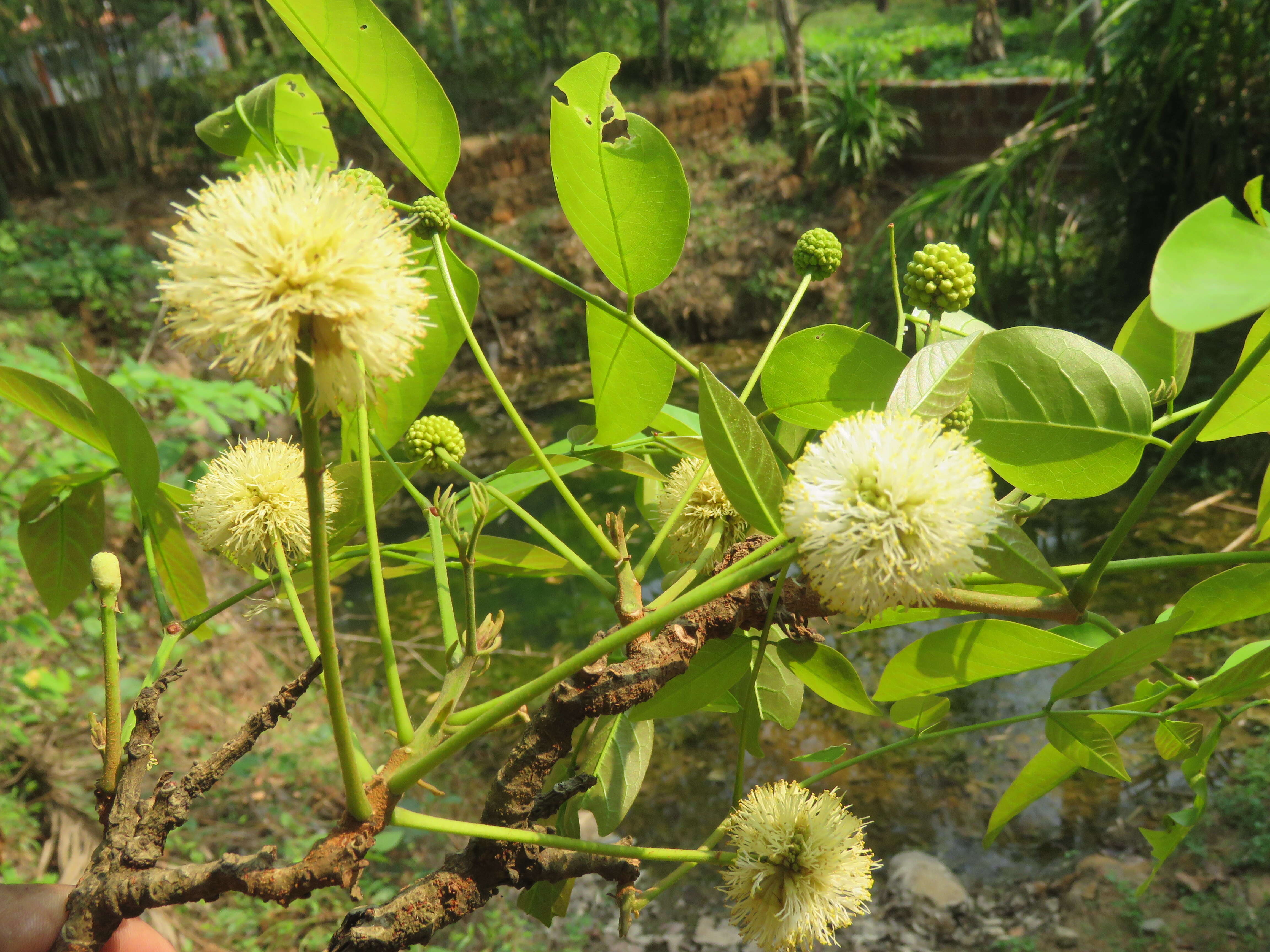 Plancia ëd Xylia xylocarpa (Roxb.) Taub.