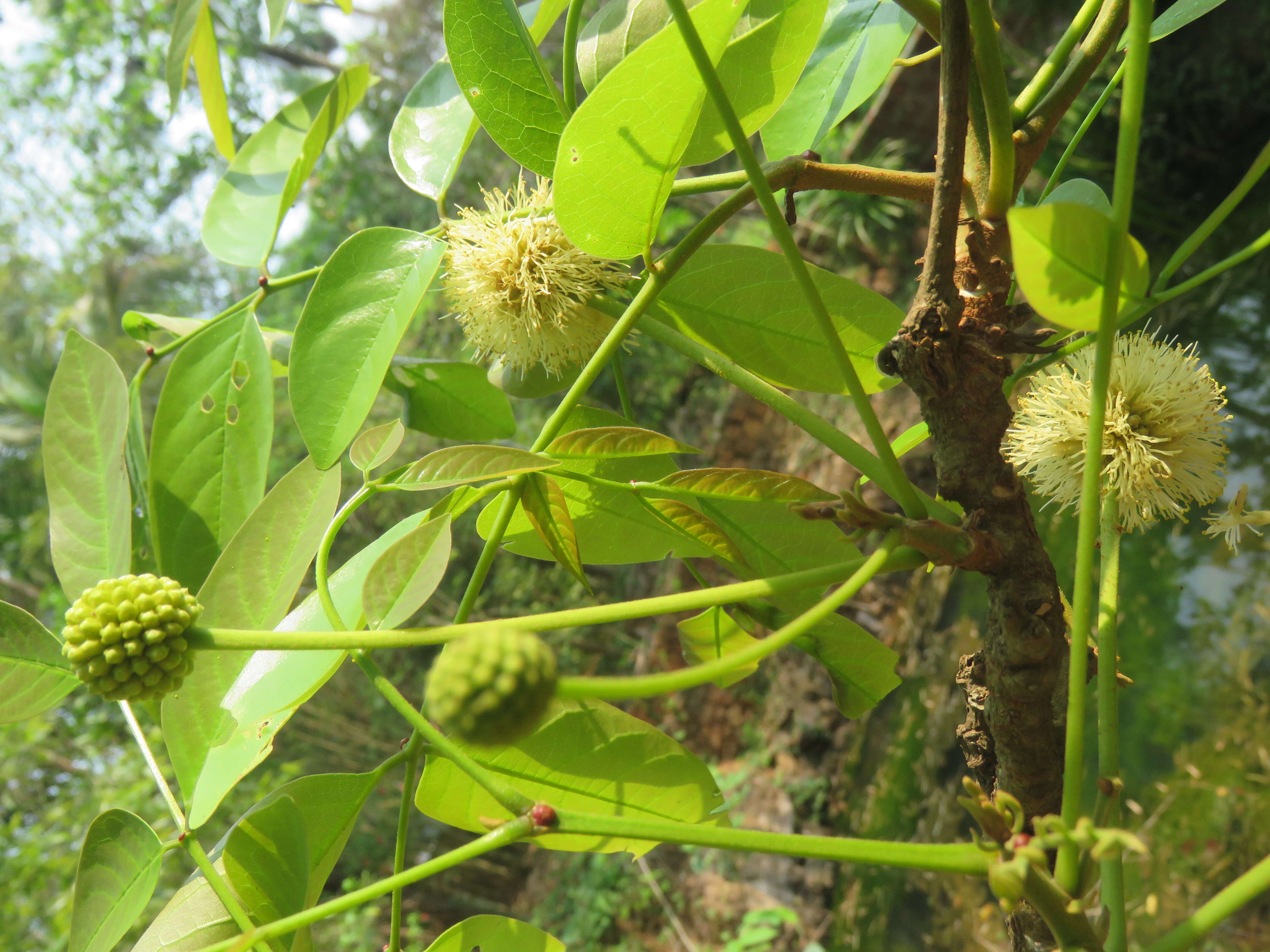 Слика од Xylia xylocarpa (Roxb.) Taub.