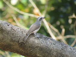 Tephrodornis pondicerianus (Gmelin & JF 1789)的圖片