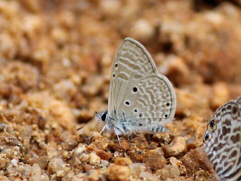 Image of Bright Babul Blue