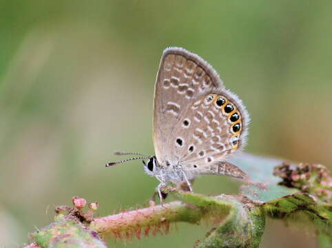 Image of Oriental Grass Jewel