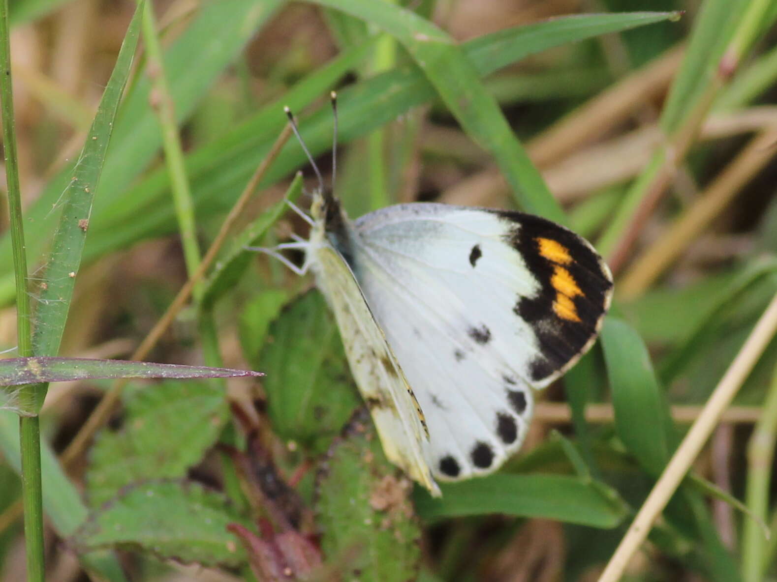 Sivun Colotis aurora (Cramer (1780)) kuva