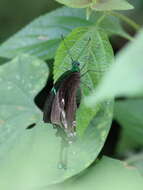 Image of Common Banded Peacock