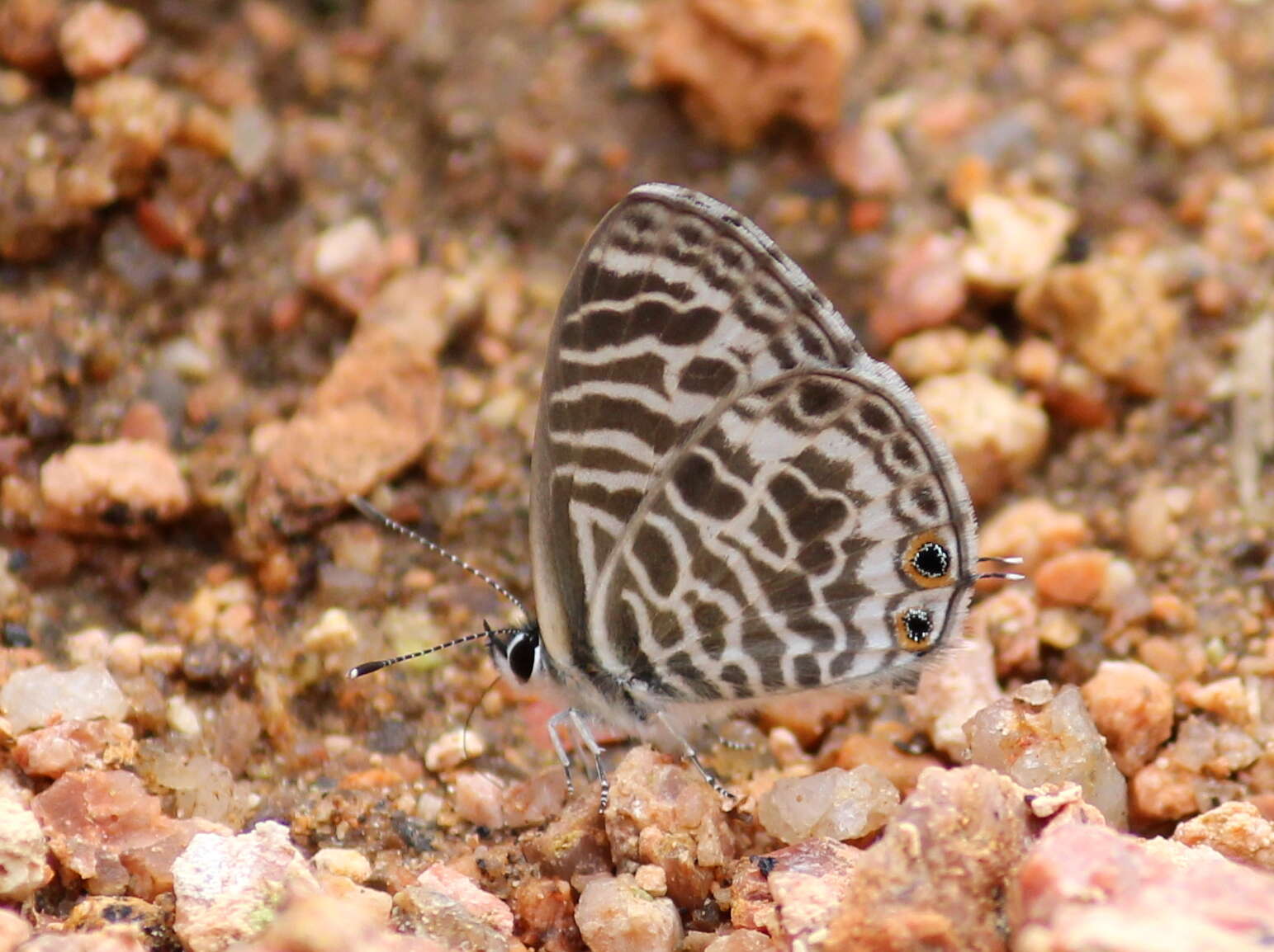 Image of Leptotes plinius