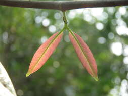 Image of Lophopetalum wightianum Arn.