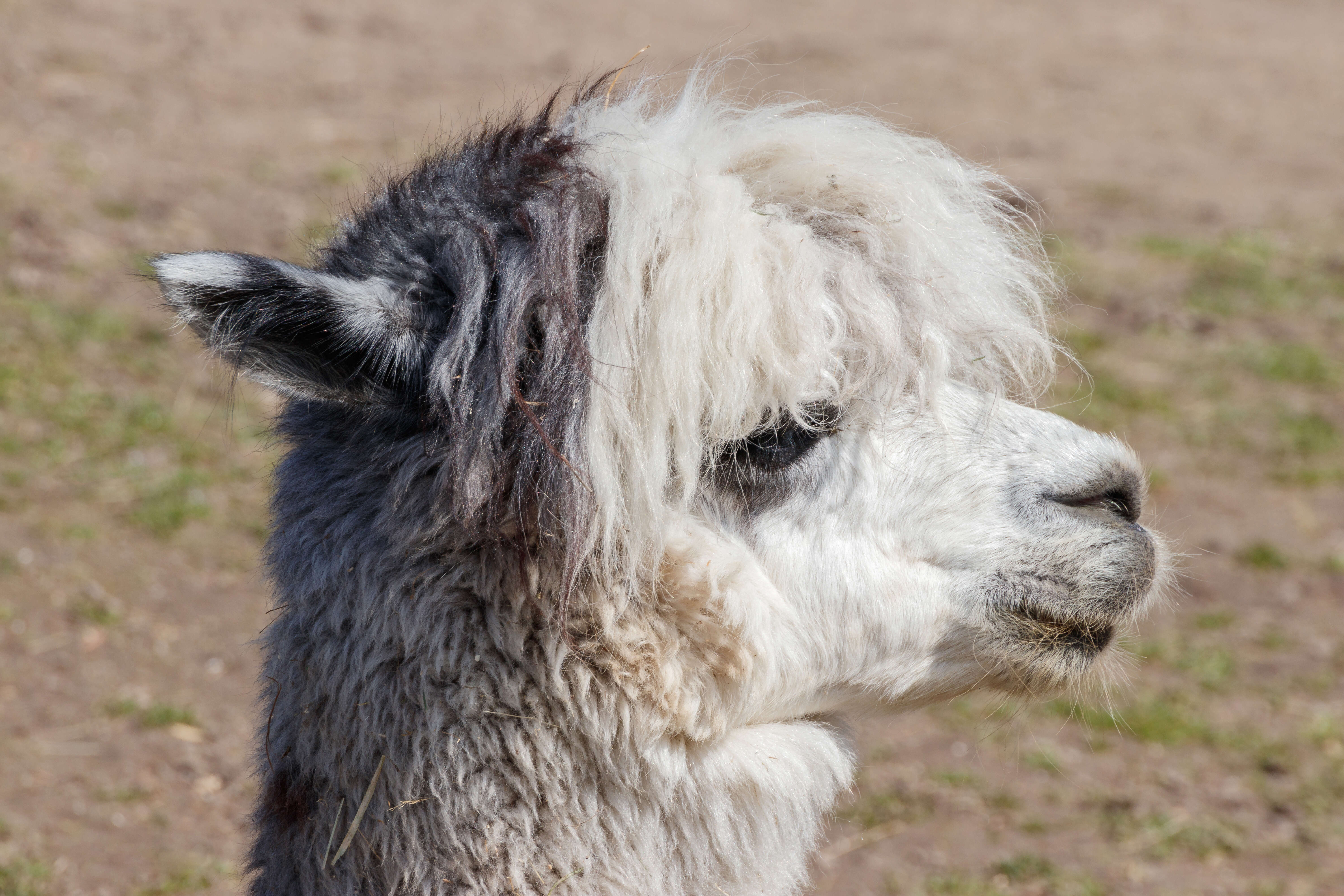 Image of Alpaca