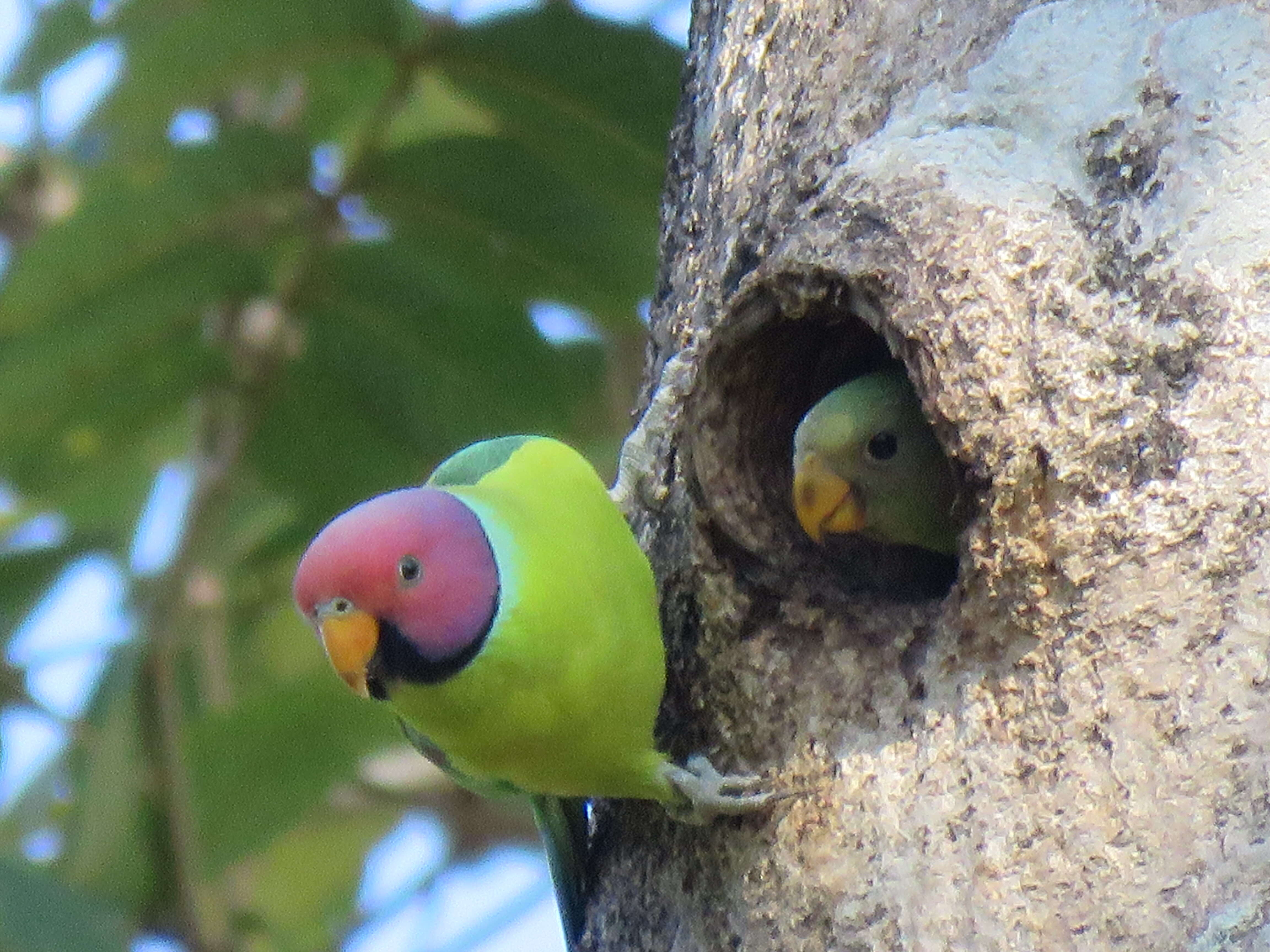 Image of Plum-headed Parakeet