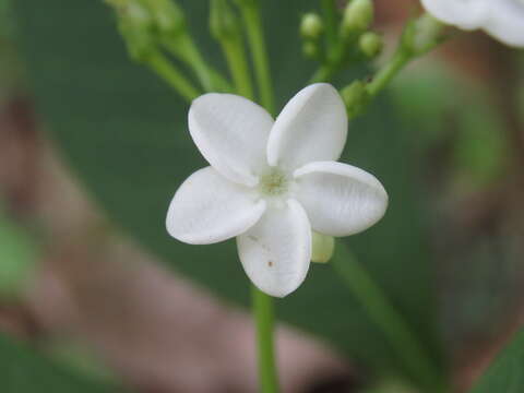 Image of Rauvolfia verticillata (Lour.) Baill.