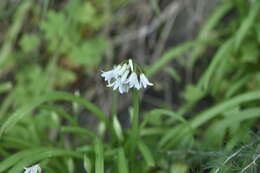 Image of Threecorner leek