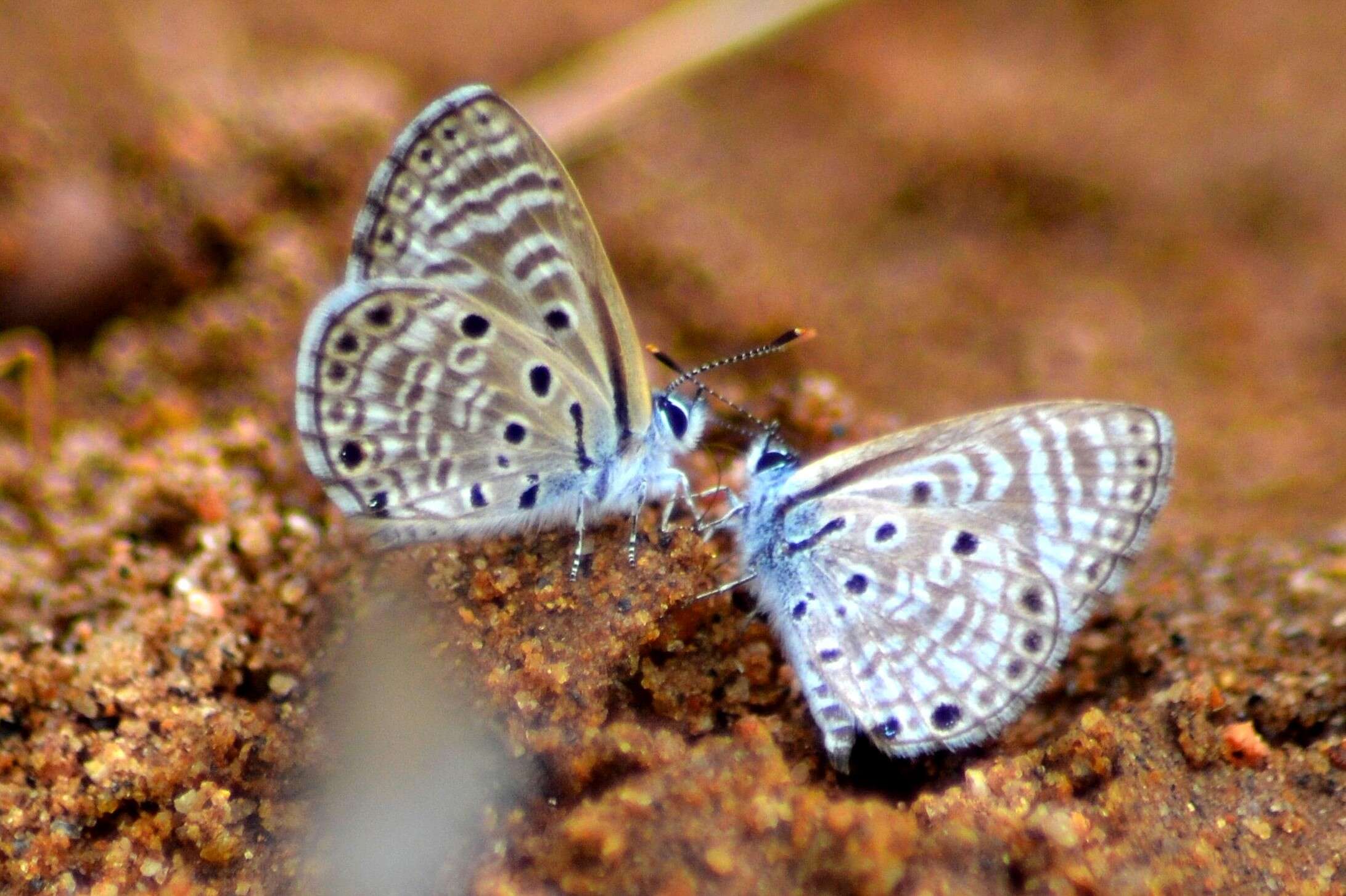 Image of African babul blue