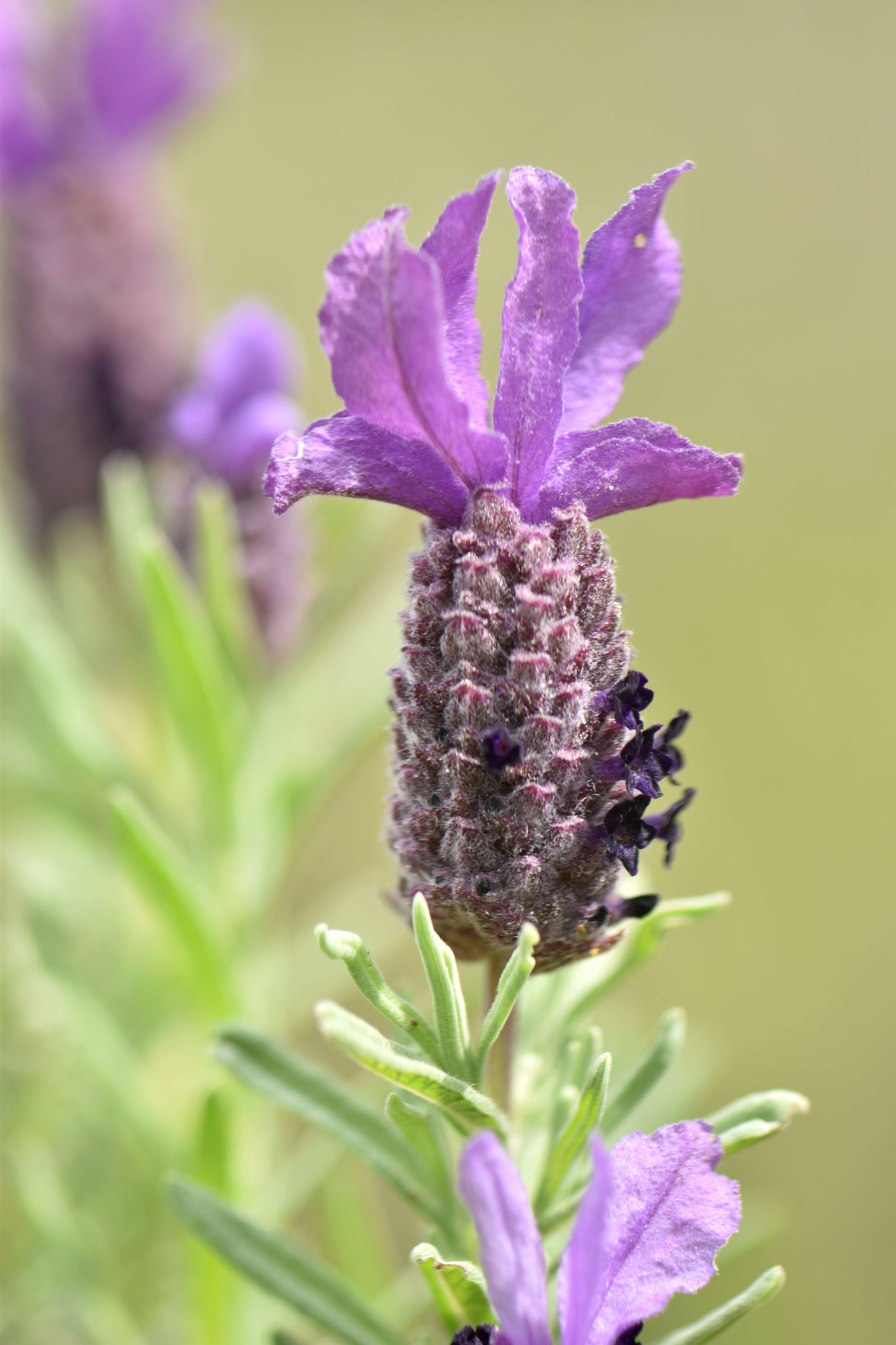 Image of French lavender