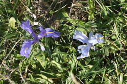 Imagem de Iris planifolia (Mill.) T. Durand & Schinz