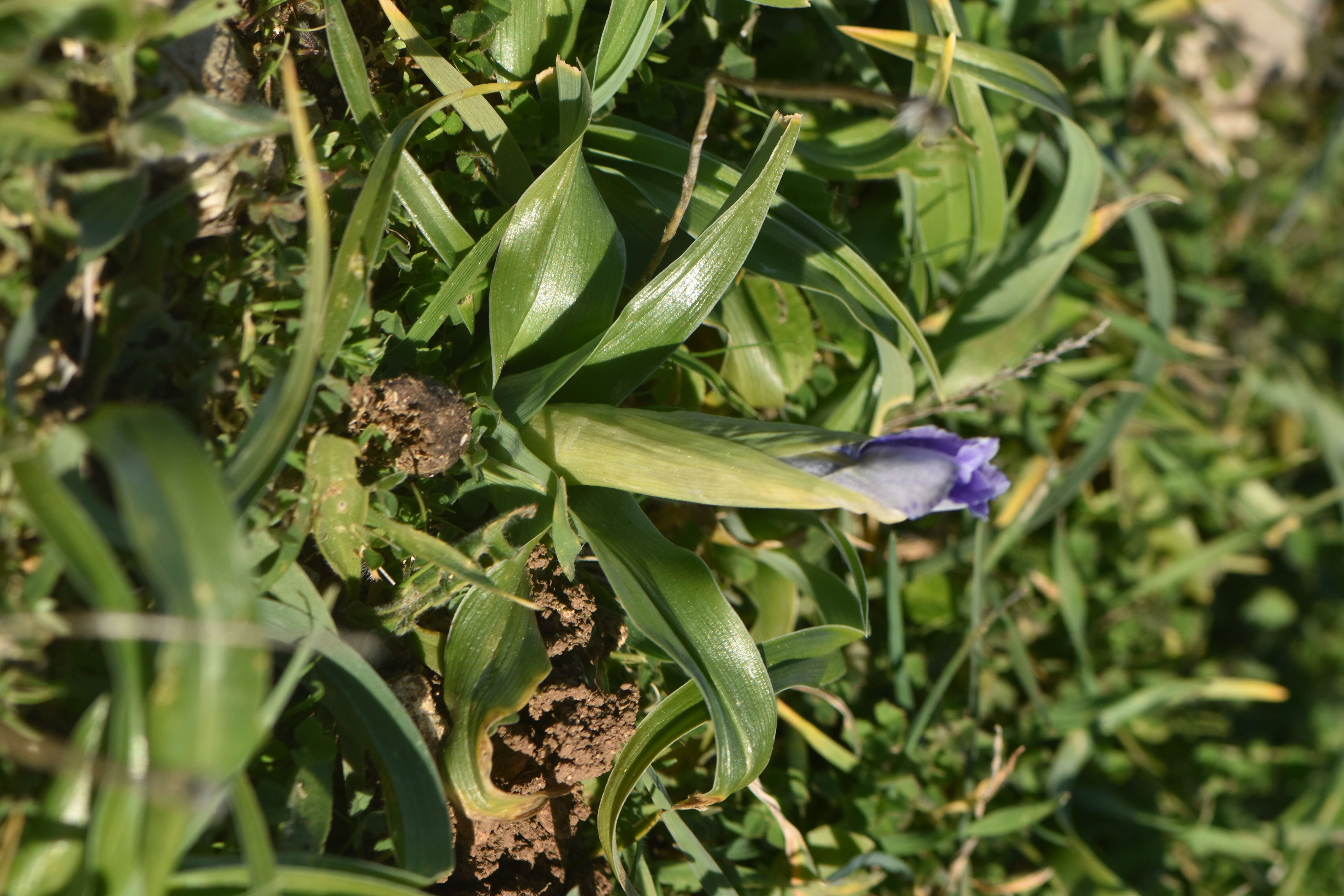 Imagem de Iris planifolia (Mill.) T. Durand & Schinz