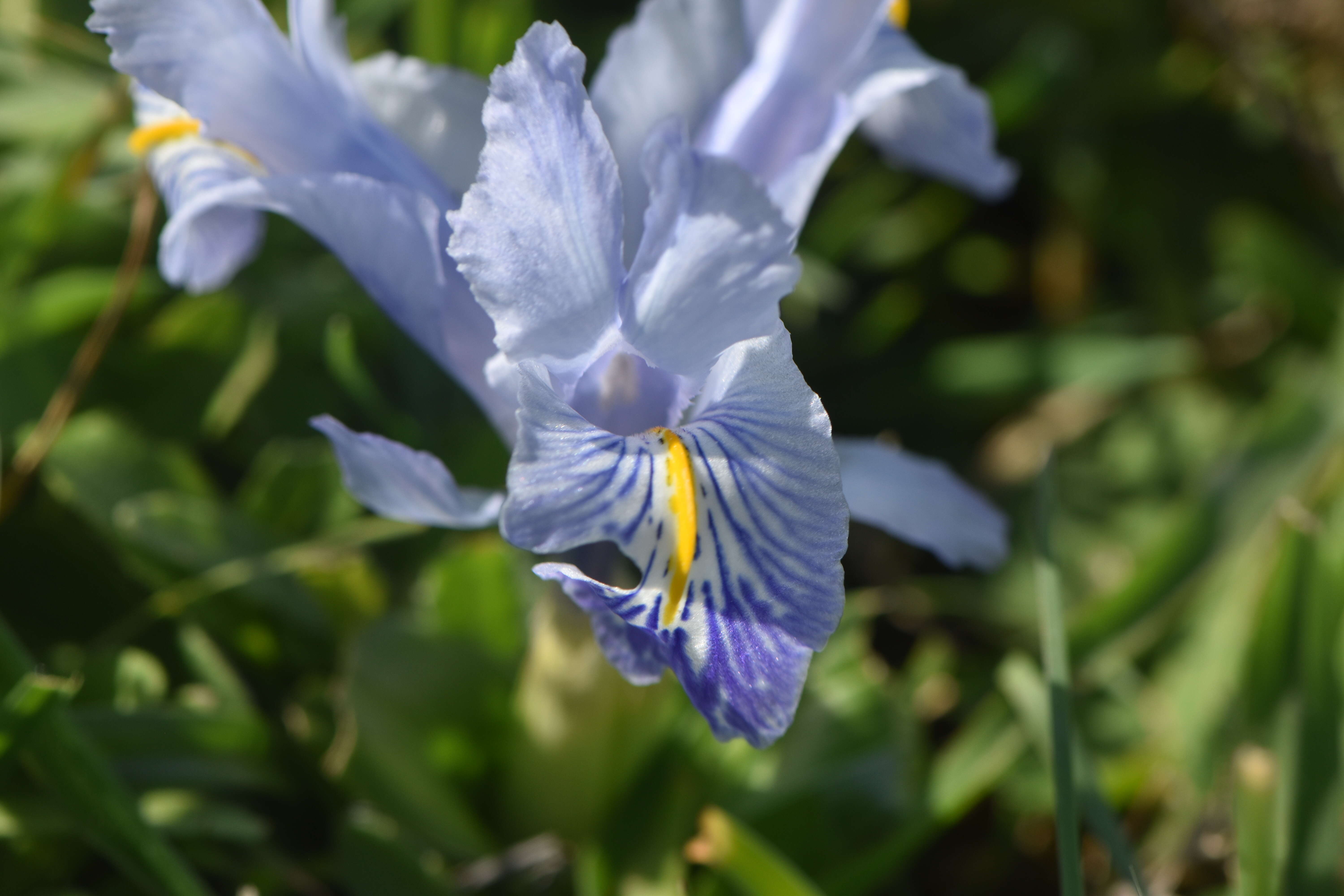 Imagem de Iris planifolia (Mill.) T. Durand & Schinz