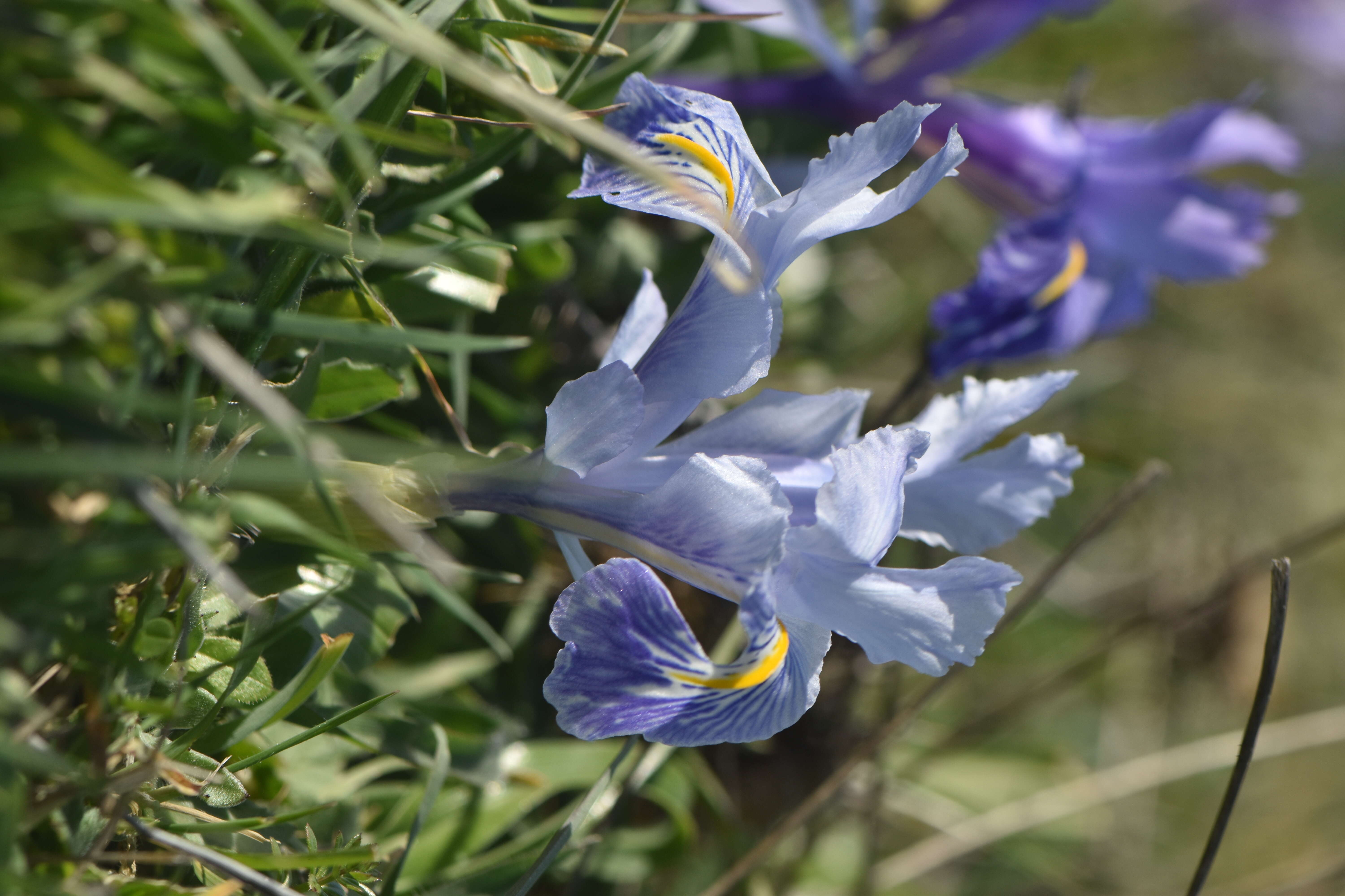 Imagem de Iris planifolia (Mill.) T. Durand & Schinz