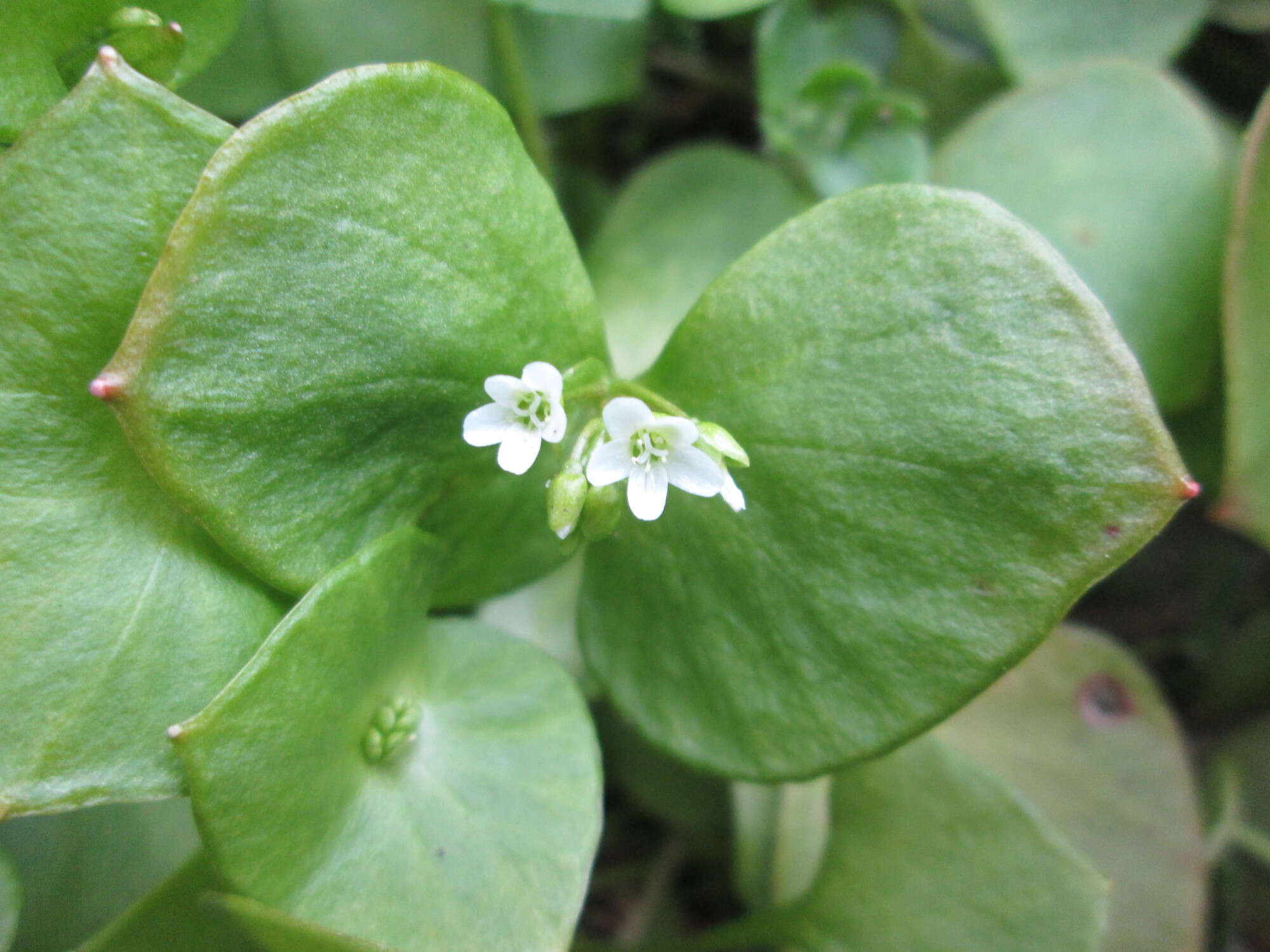 Image of Indian lettuce