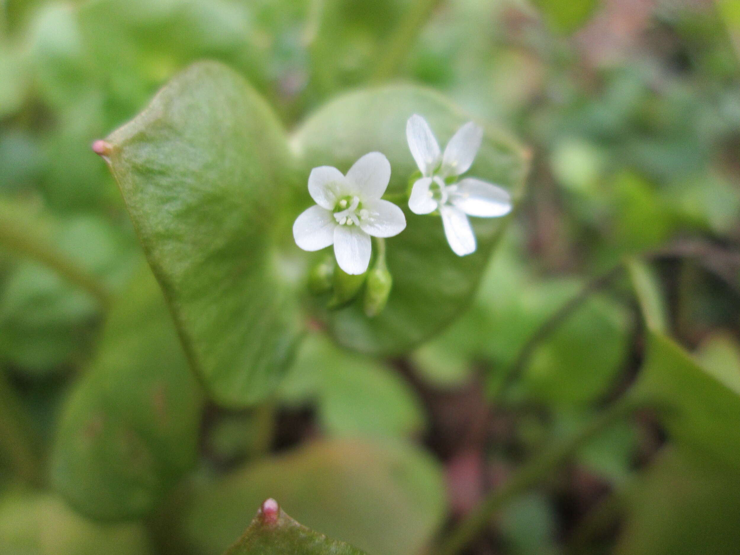 Image of Indian lettuce