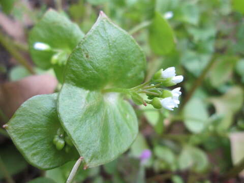 Image of Indian lettuce