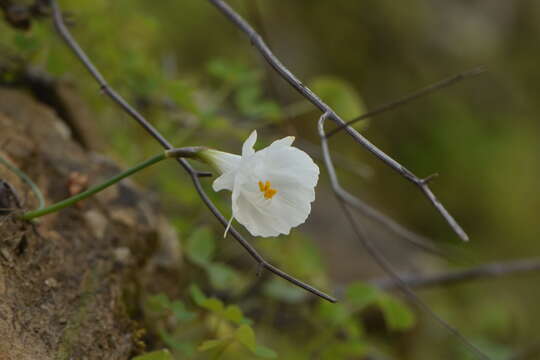 Image de Narcissus cantabricus DC.