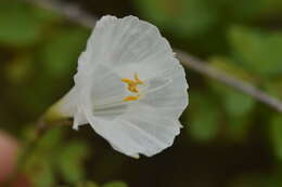 Image de Narcissus cantabricus DC.