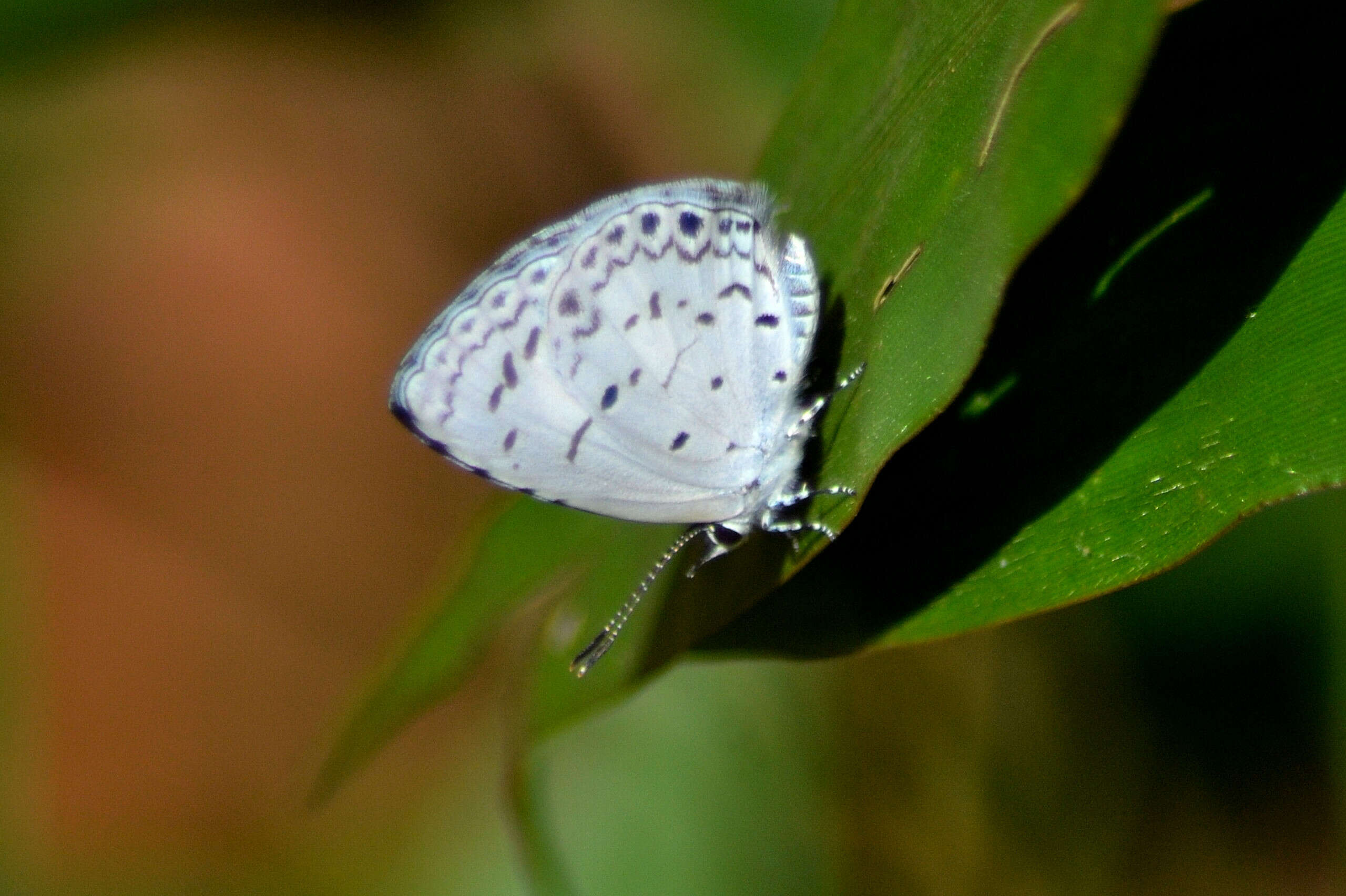 Image of Acytolepis