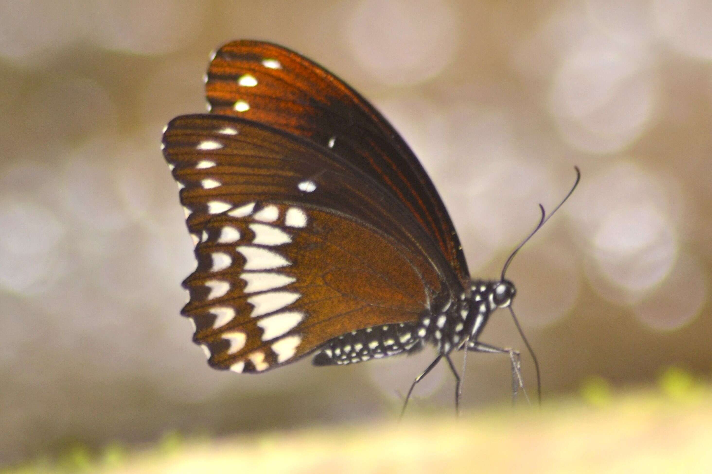 Image of Malabar Raven