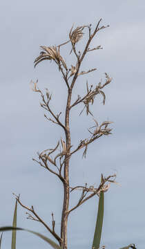 Image of mountain flax