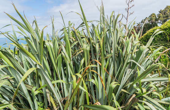 Image of mountain flax