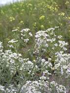 Image of Idaho pepperweed
