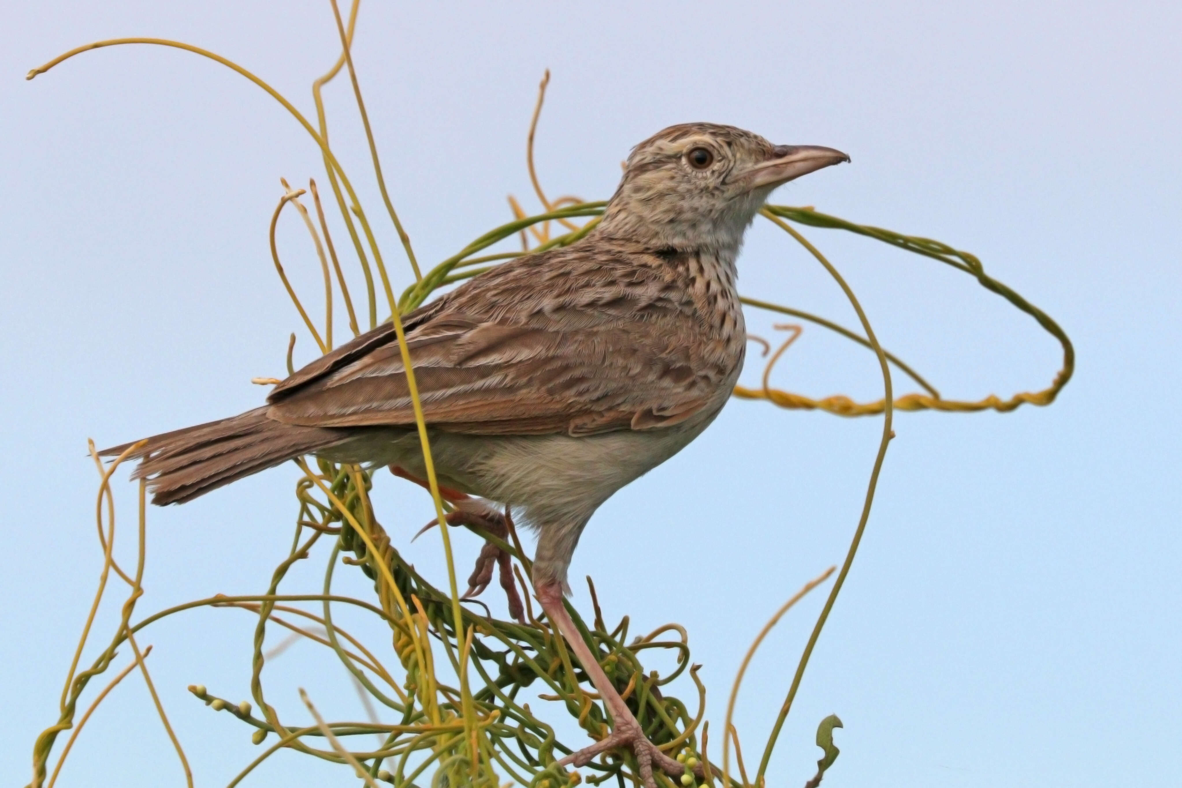 Image of Rufous-naped Lark