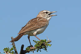 Image of Sabota Lark