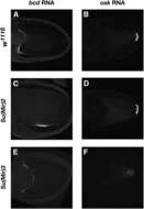 Image of fruit fly