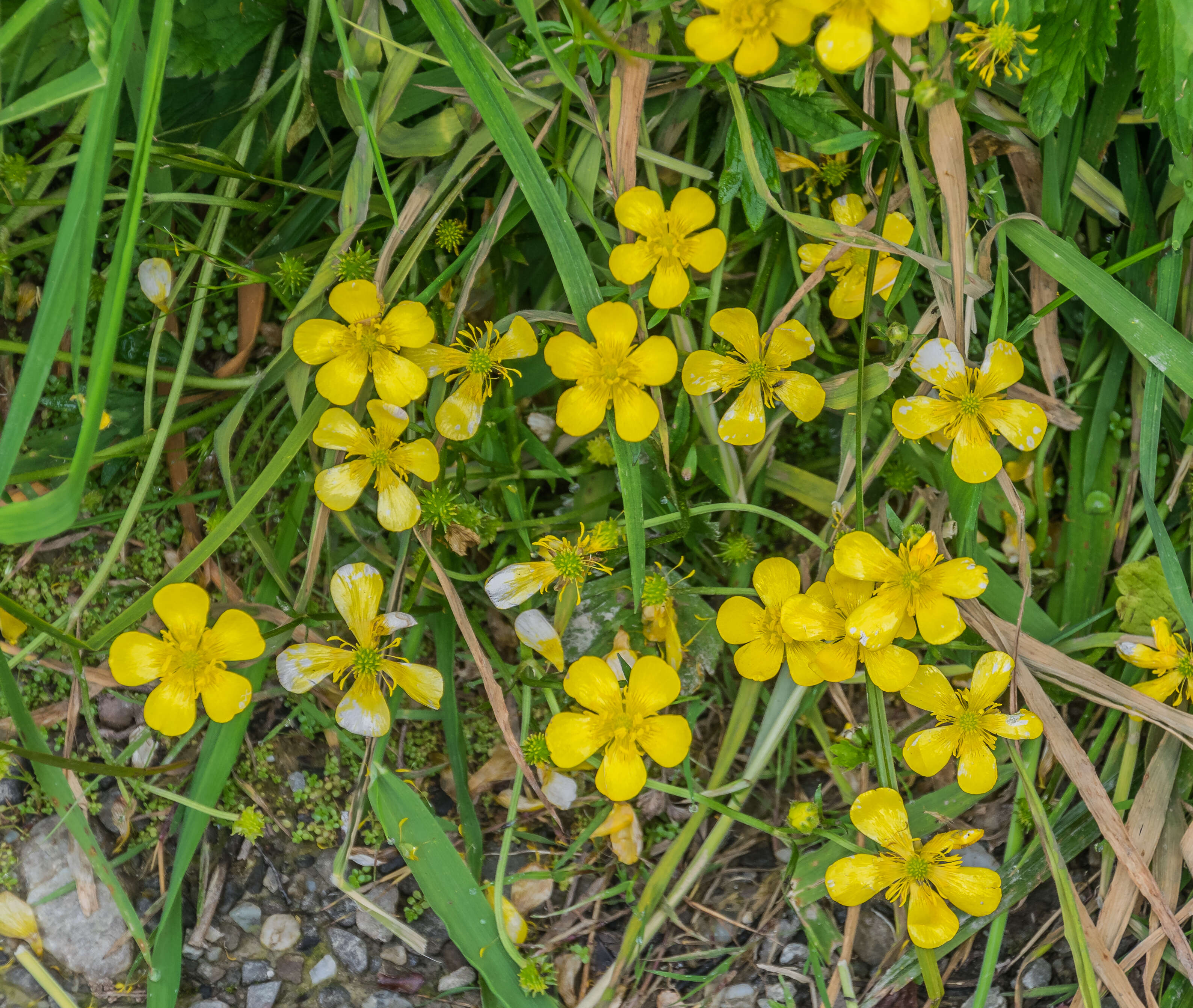 Image of Lesser Spearwort