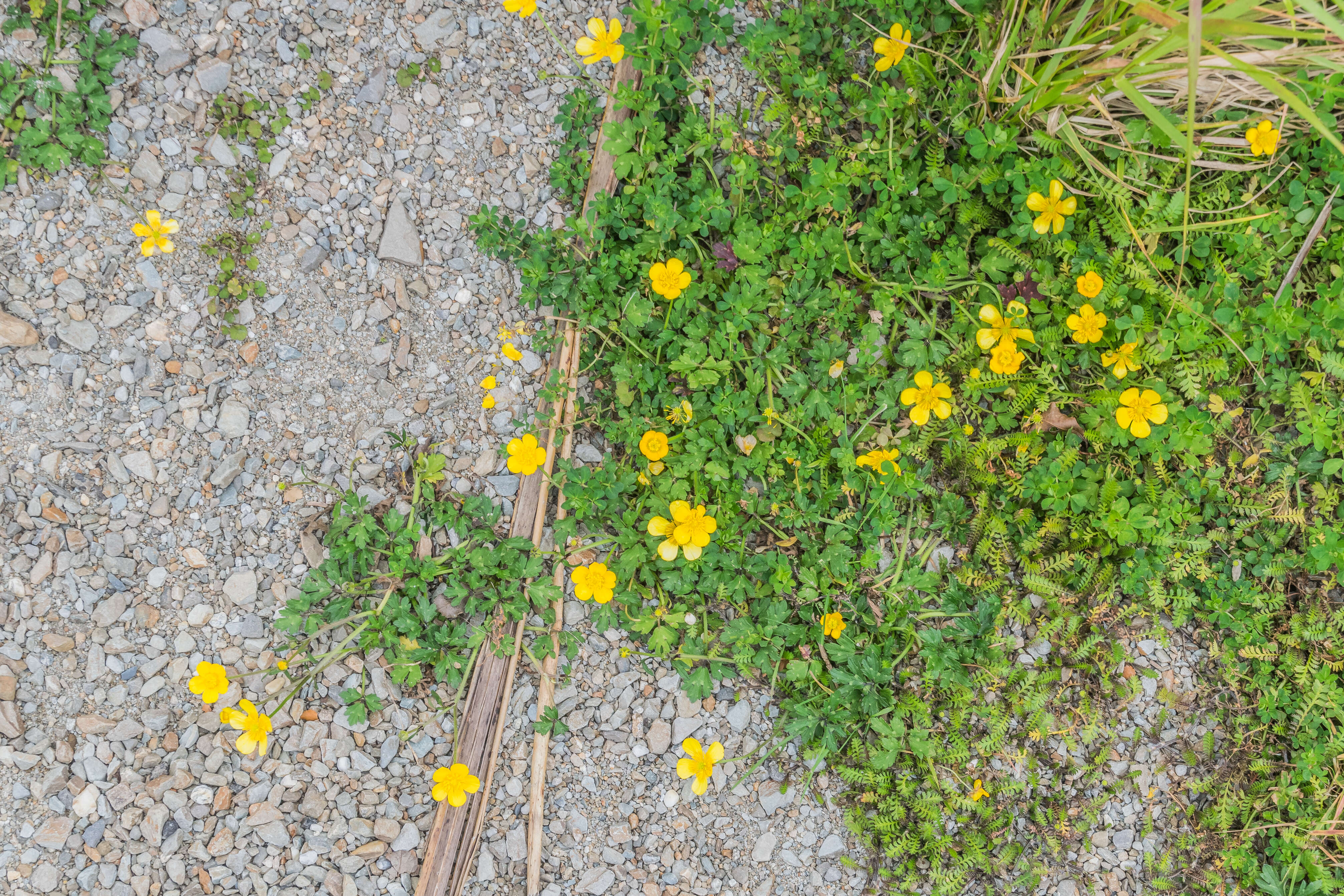 Image of Lesser Spearwort