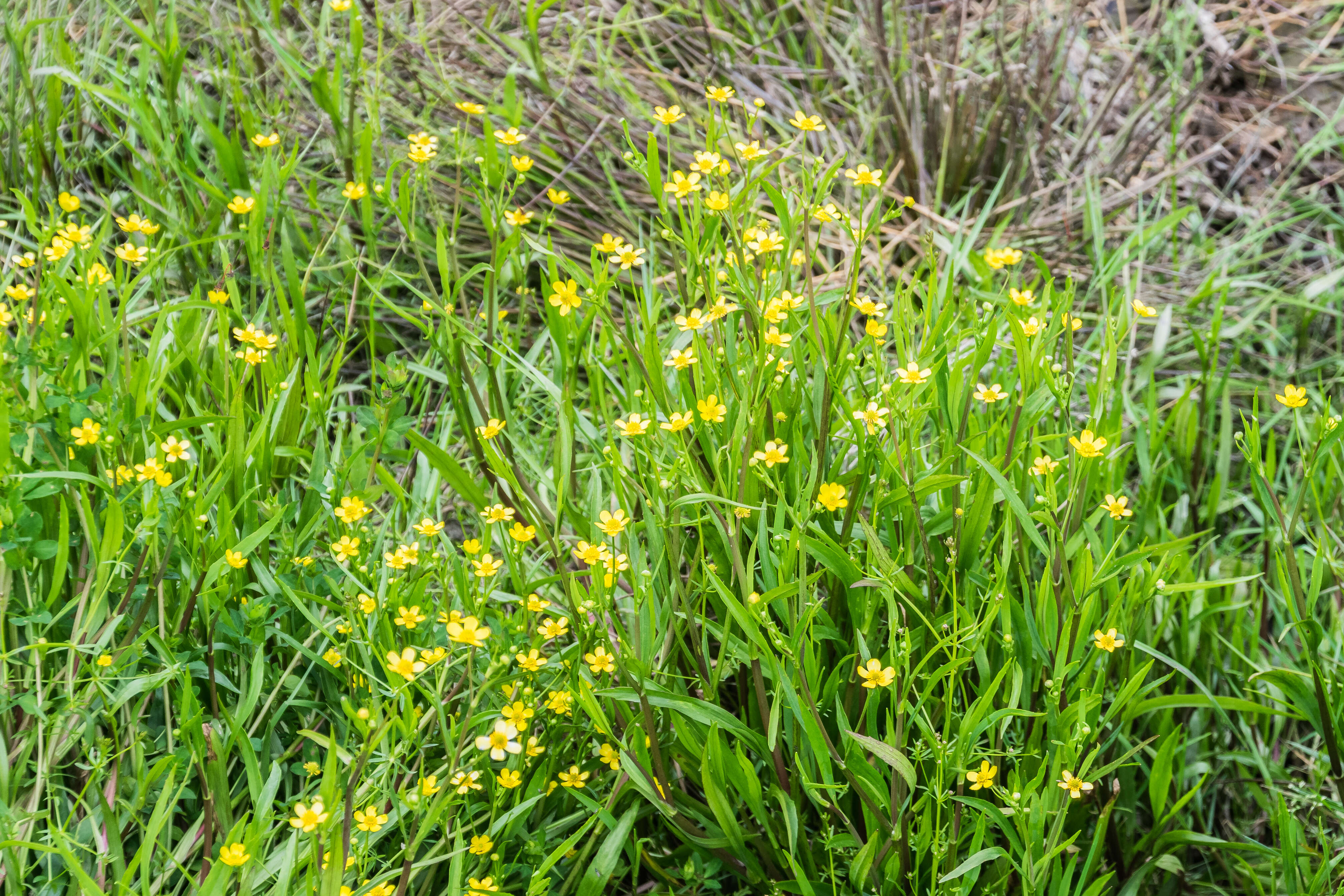 Image of Lesser Spearwort