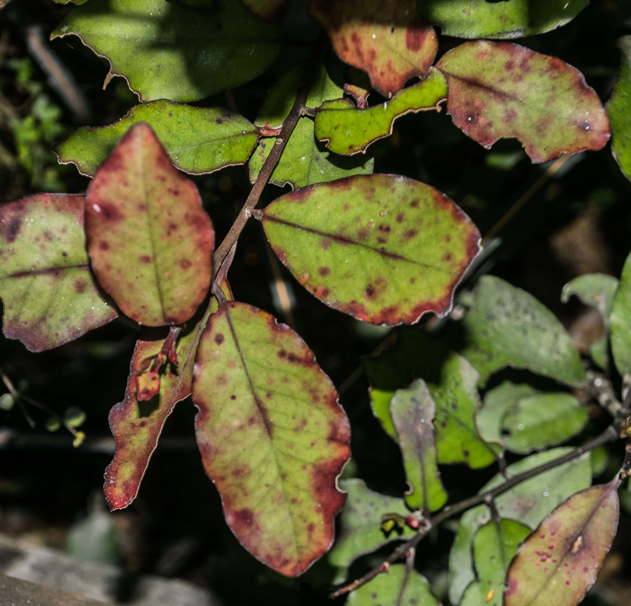 Pseudowintera colorata (Raoul) Dandy resmi