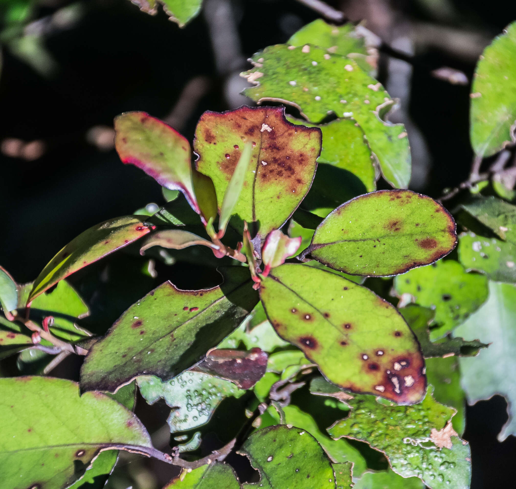 Image of Pseudowintera colorata (Raoul) Dandy