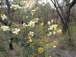 Imagem de Acacia terminalis (Salisb.) J. F. Macbr.