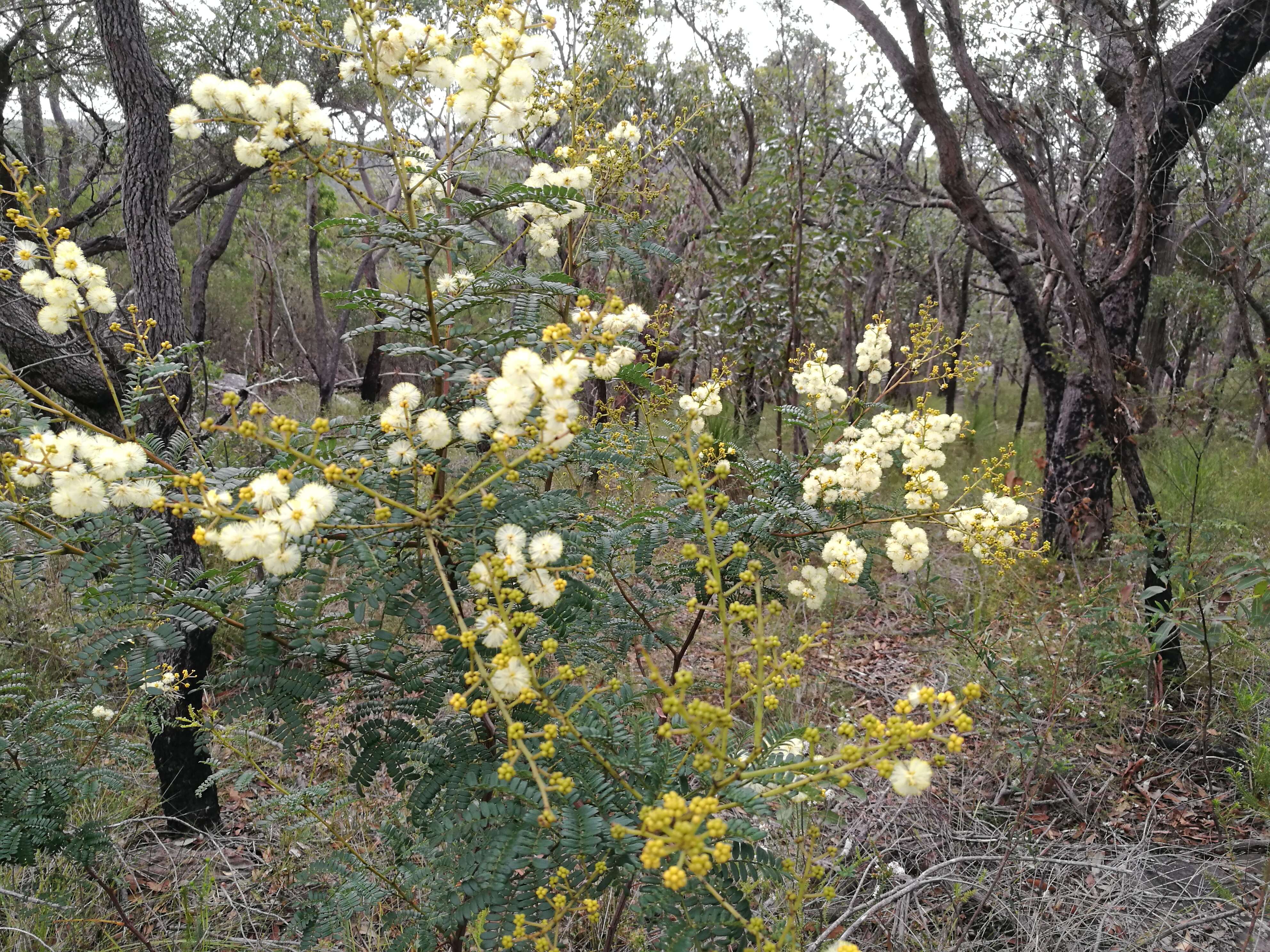 Imagem de Acacia terminalis (Salisb.) J. F. Macbr.