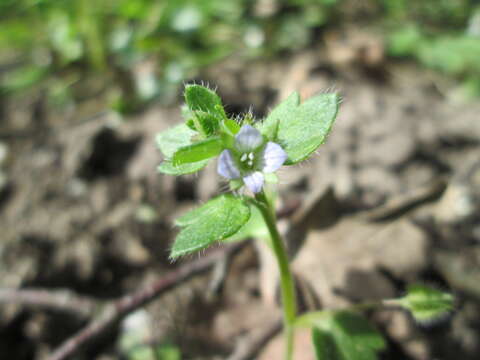 Image of ivy-leaved speedwell