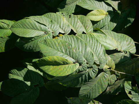 Image of Ficus semicordata Buch. ex J. E. Smith