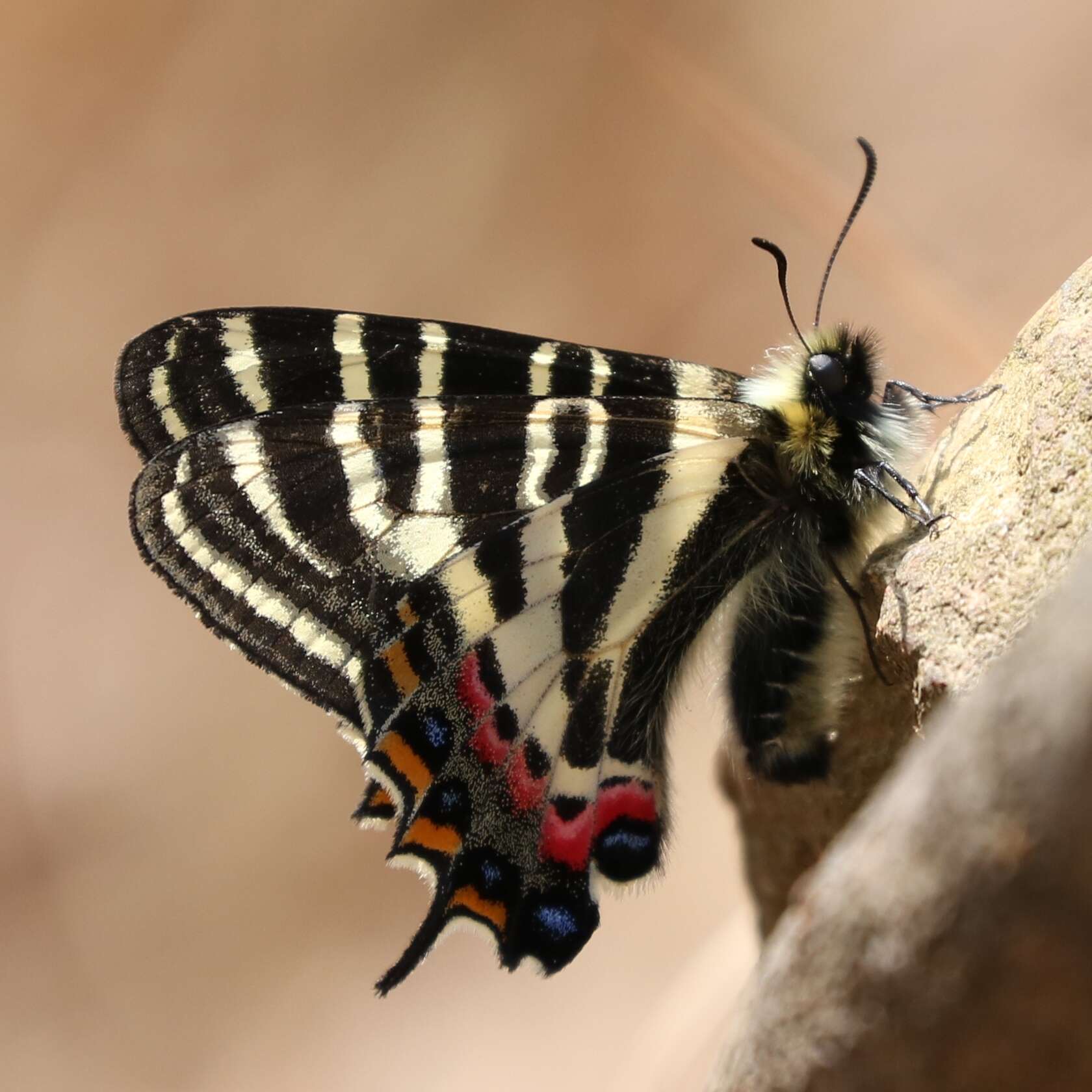 Plancia ëd Luehdorfia japonica Leech 1889