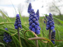 Image of Armenian grape hyacinth