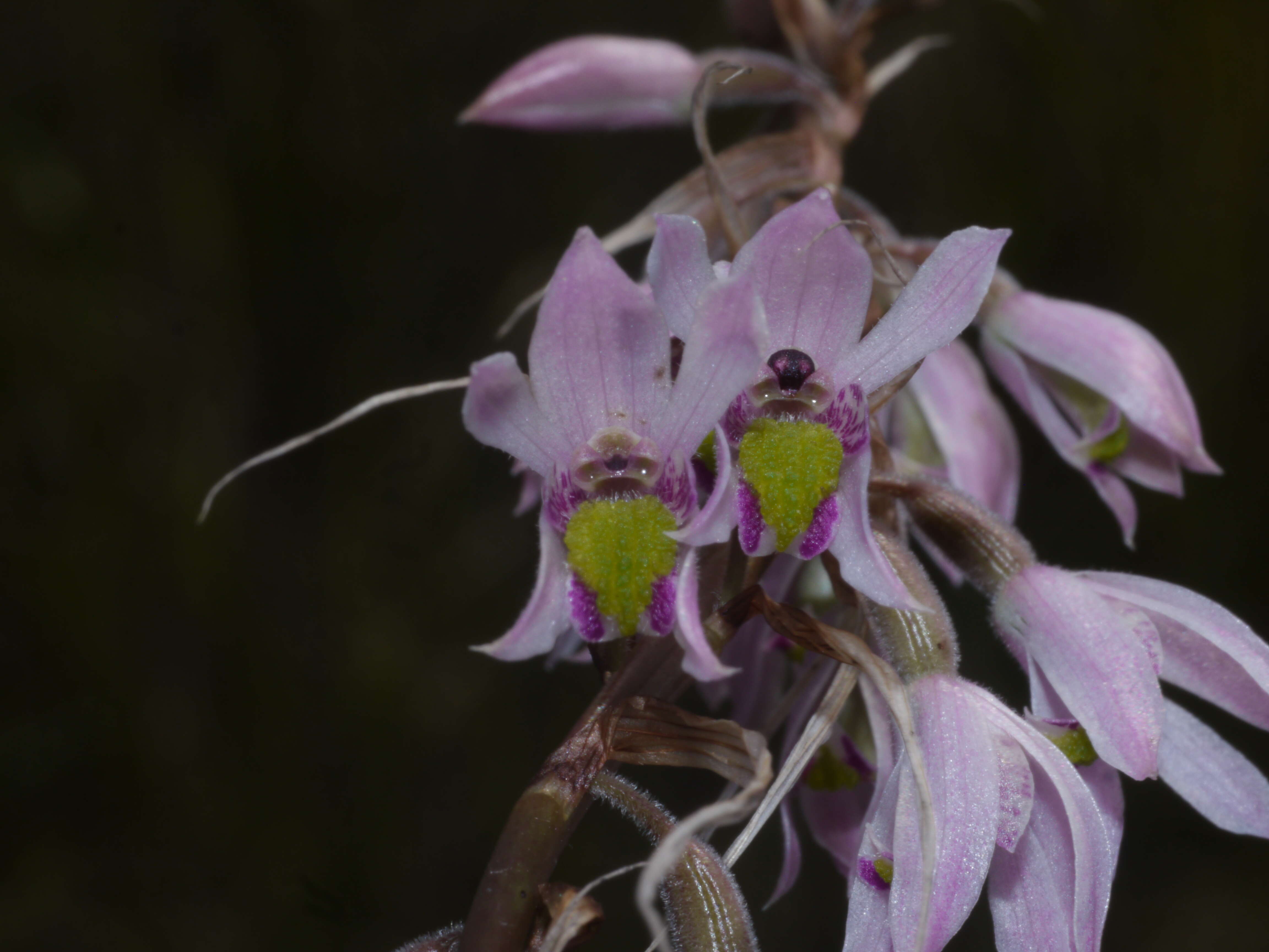 Image of Pink kunai orchid