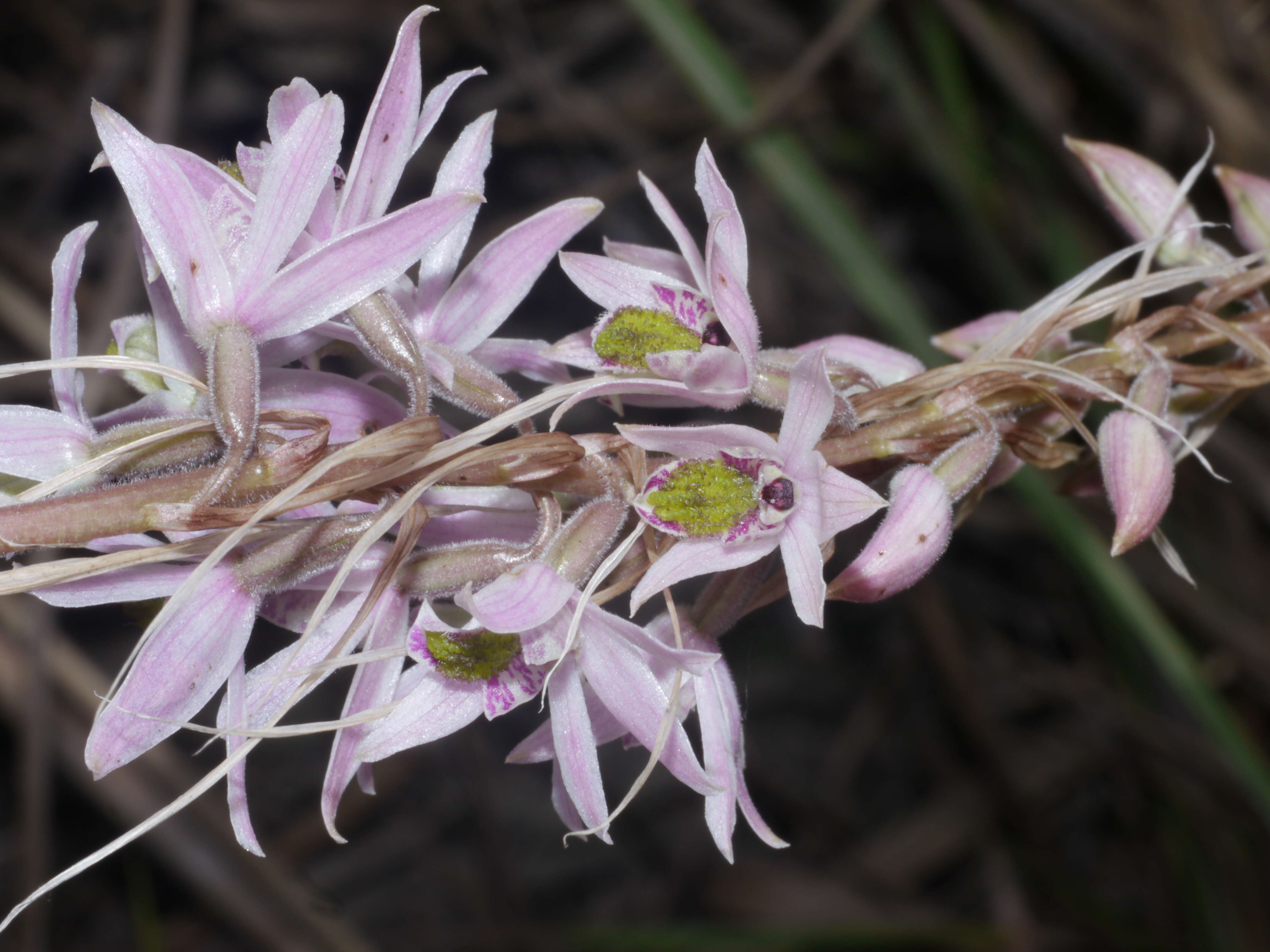 Image of Pink kunai orchid